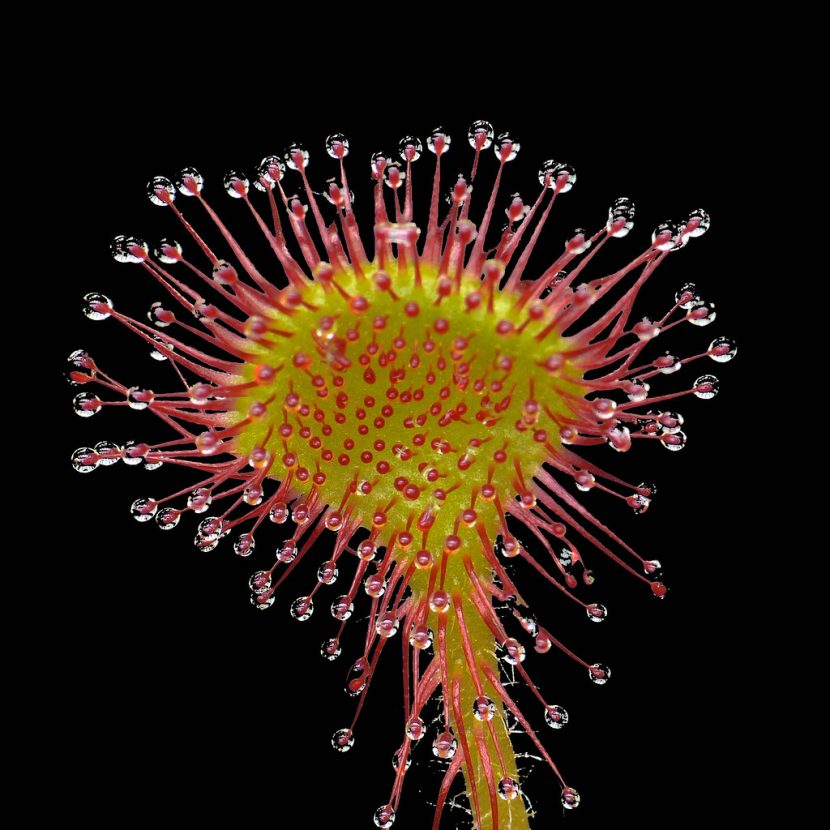 Las hojas de la Drosera rotundifolia son redondeadas