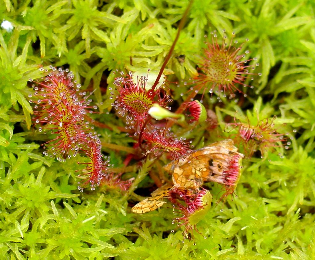 Vista de la Drosera rotundifolia
