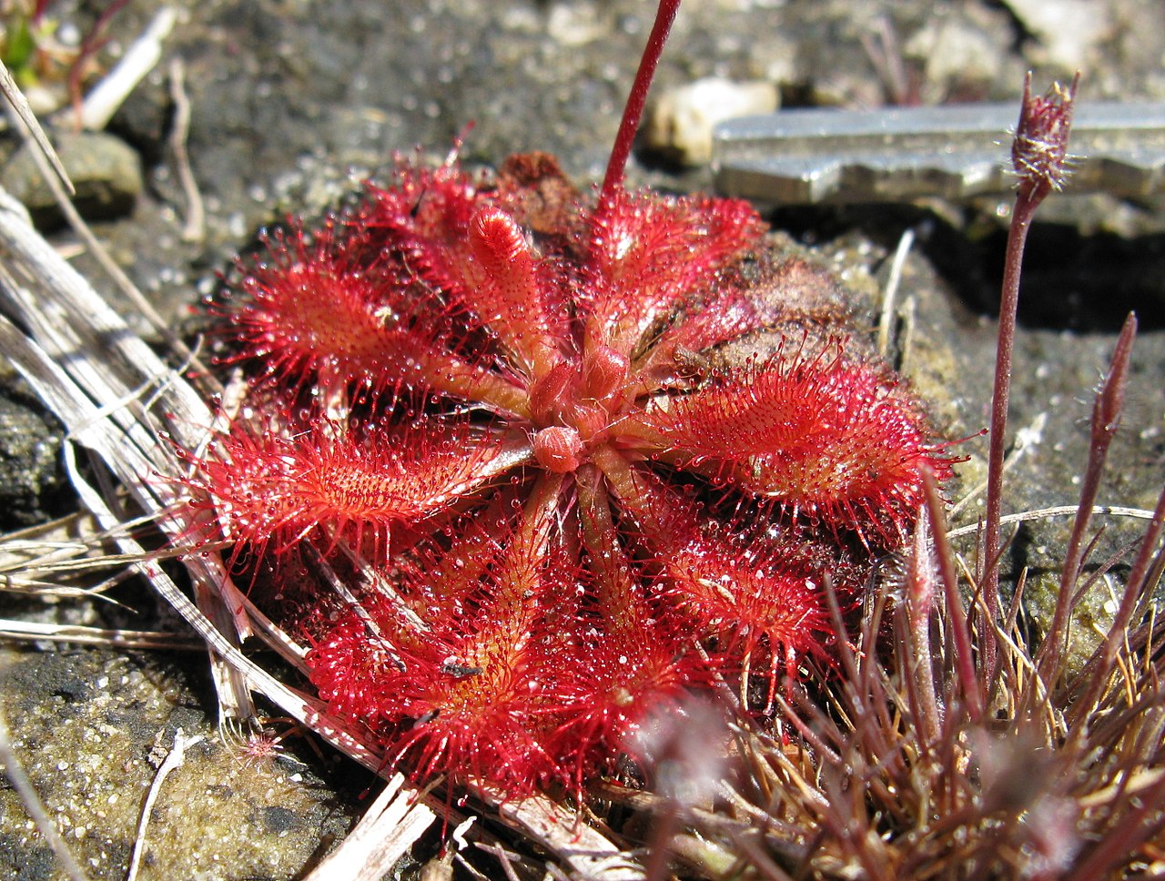 Vista de la Drosera spatulata