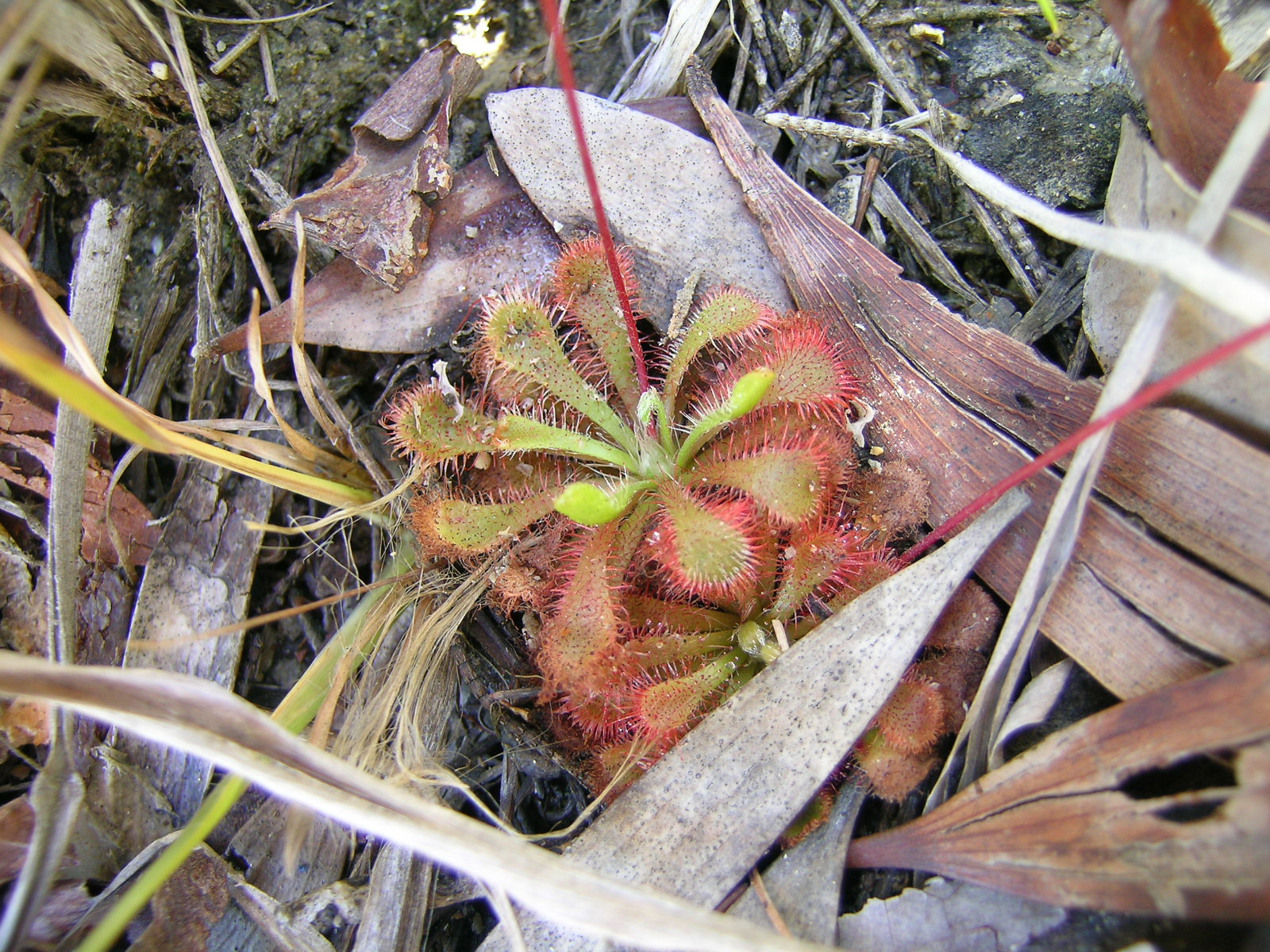 Drosera spatulata