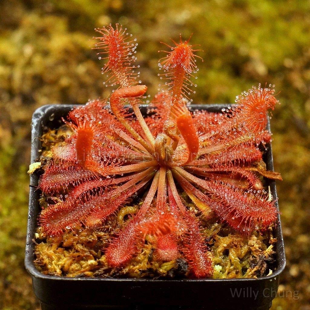 Vista de la Drosera Tamlin