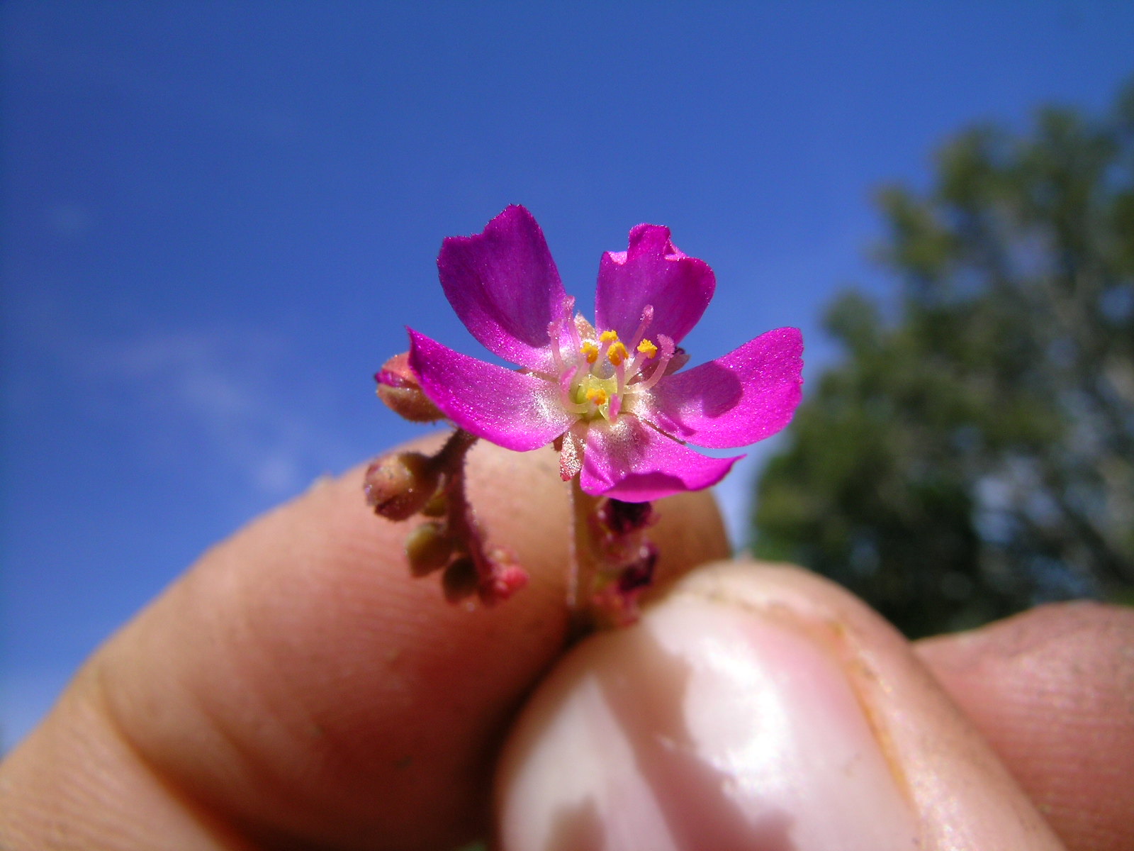 Vista de la Drosera spatulata en flor