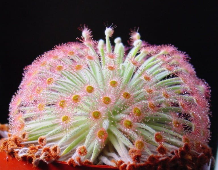 Varias plantas del género Drosera con sus hojas cubiertas de mucílago