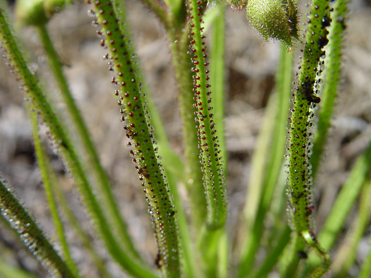Vista del Drosophyllum lusitanicum