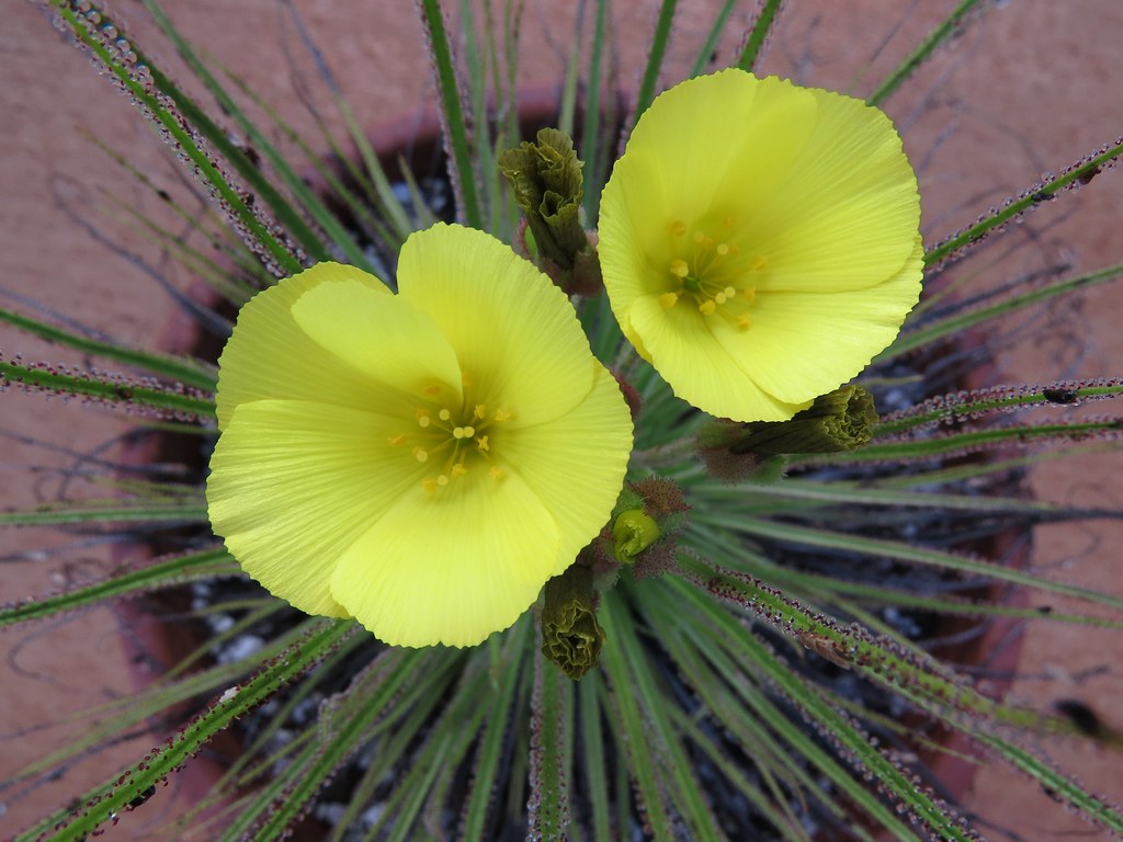 Las flores del Drosophyllum lusitanicum son amarillas