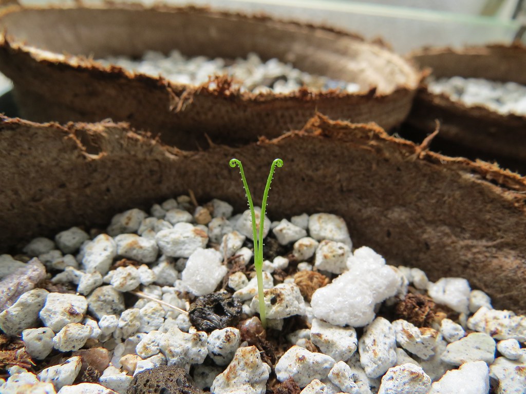 Vista del Drosophyllum germinando