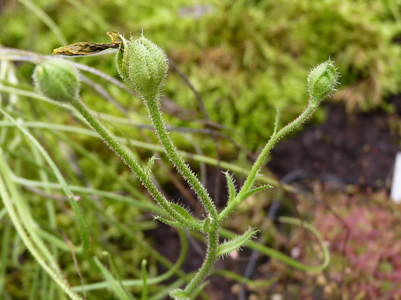 Vista del Drosophyllum lusitanicum en flor