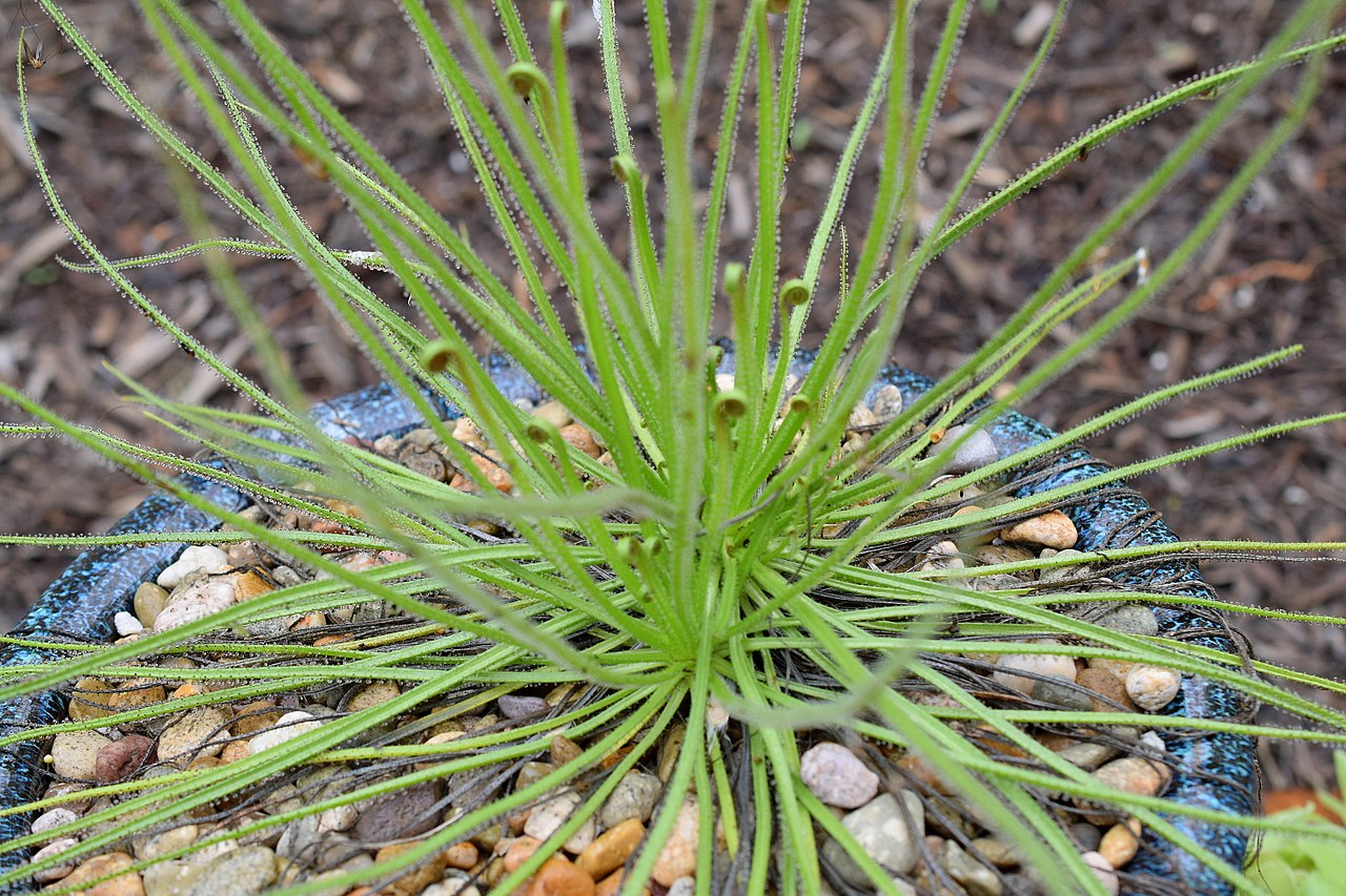 El Drosophyllum lusitanicum es una planta carnívora