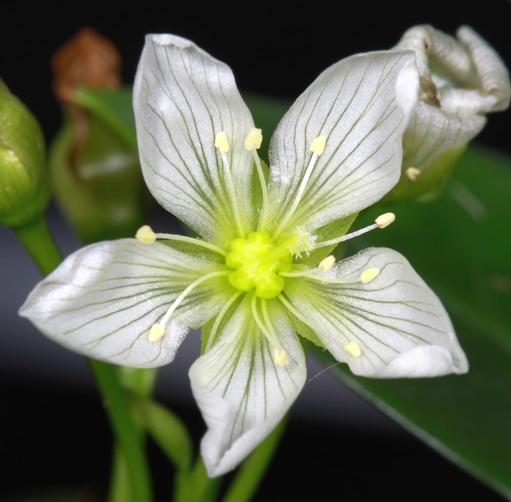 Flor de la Dionea