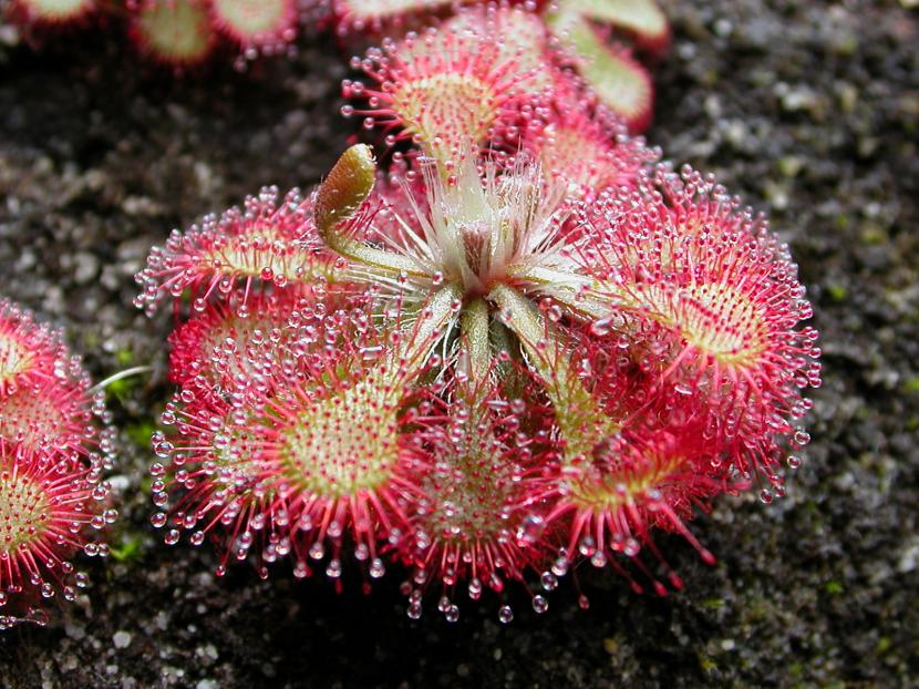 Riego de plantas carnívoras: qué agua usar y cómo aplicarla