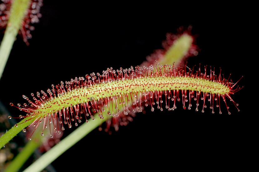 Drosera capensis
