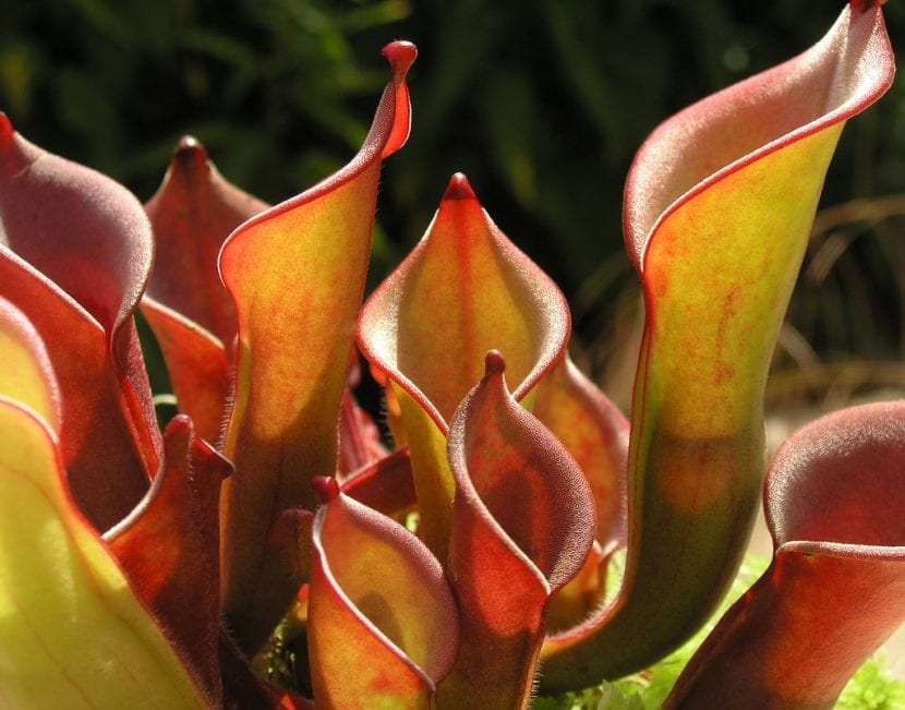 Heliamphora collina