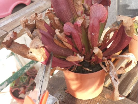 Cortar hoja