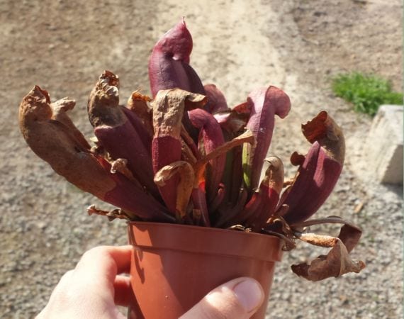 Sarracenia