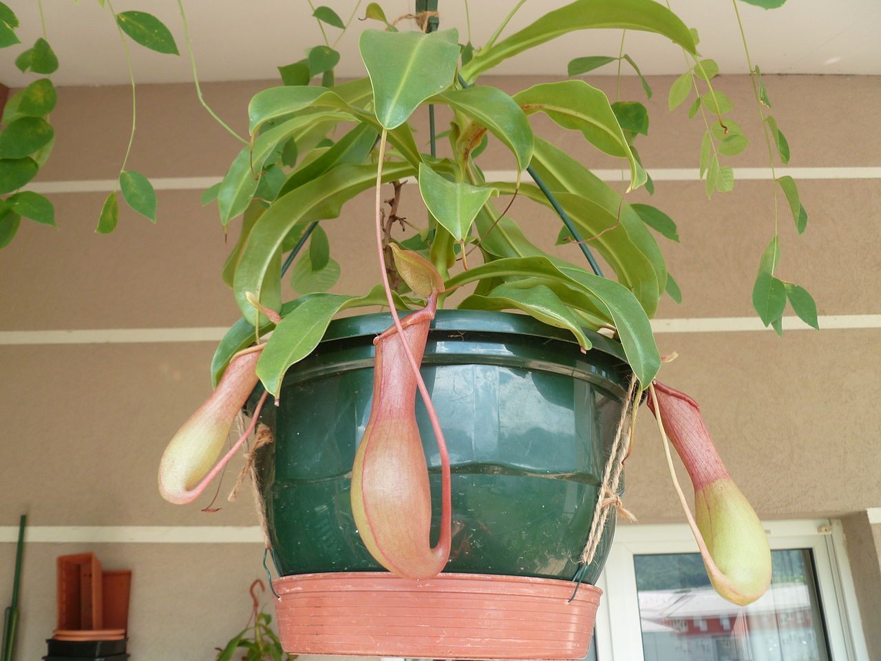 La Nepenthes alata se cultiva en macetas