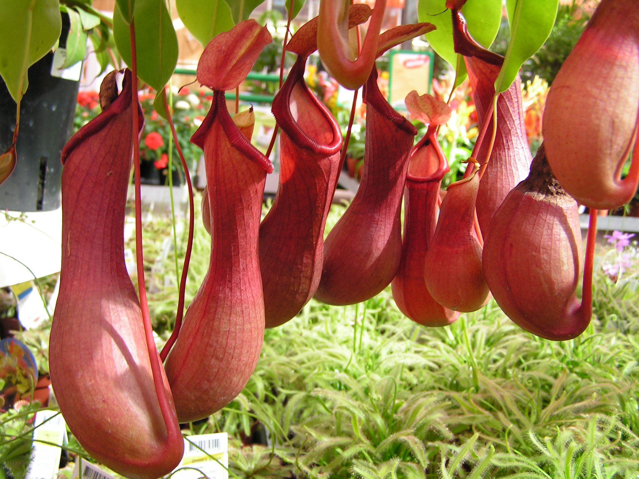 Las jarras de la Nepenthes alata son rojizas
