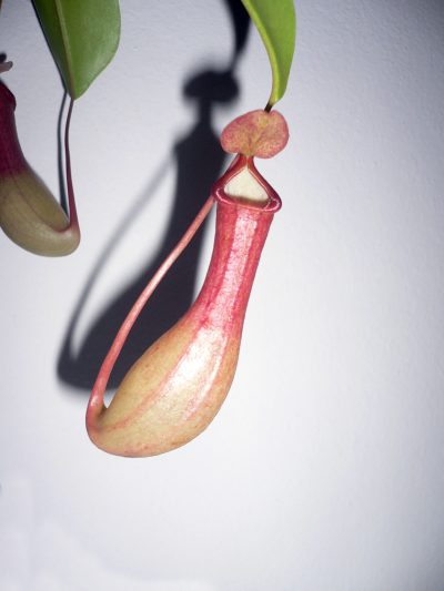 Las trampas de la Nepenthes alata son rojizas