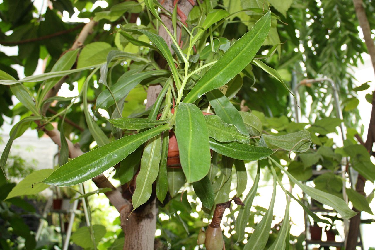 Vista de la Nepenthes alata