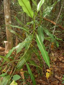 Vista de la planta de Nepenthes bicalcarata