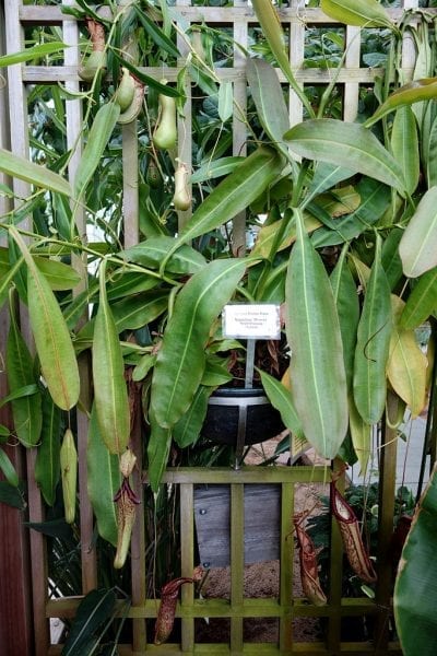 Nepenthes miranda