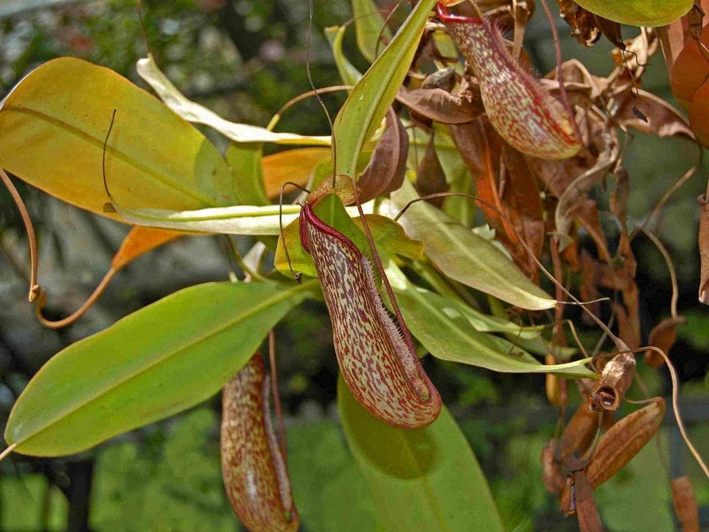 Nepenthes miranda