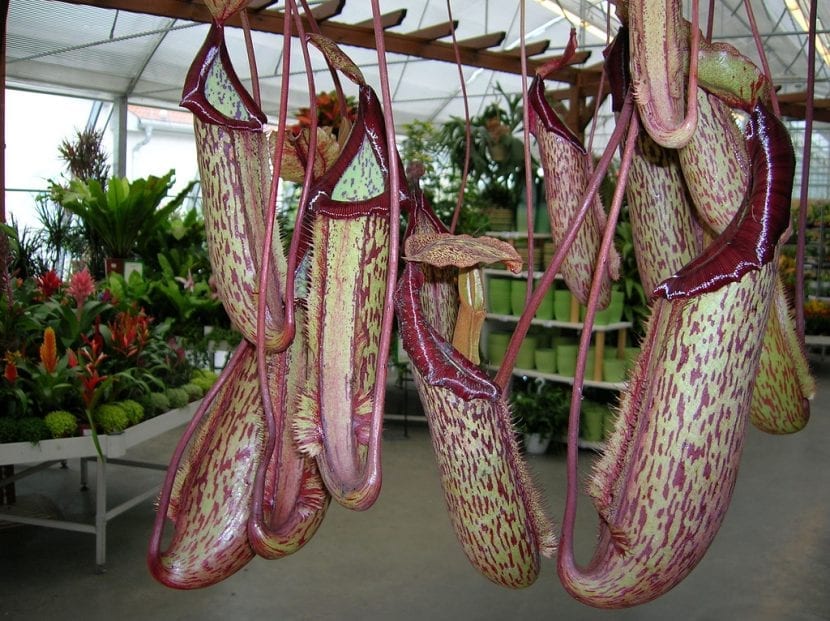 Cántaros colgantes de Nepenthes Miranda