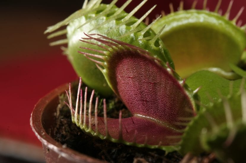 Dionaea muscipula en maceta