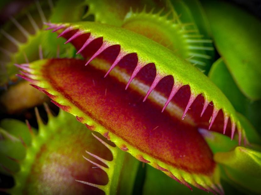 Trampa de Dionaea muscipula o Venus atrapamoscas