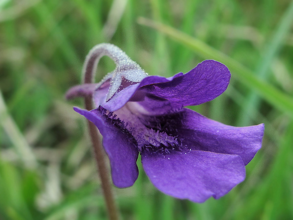 Pinguicula grandiflora: cultivo de la tiraña paso a paso