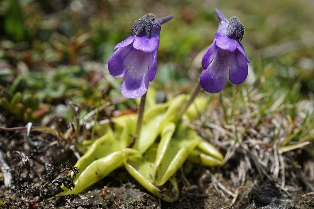 Pinguicula vulgaris creciendo en su hábitat natural sobre roca húmeda