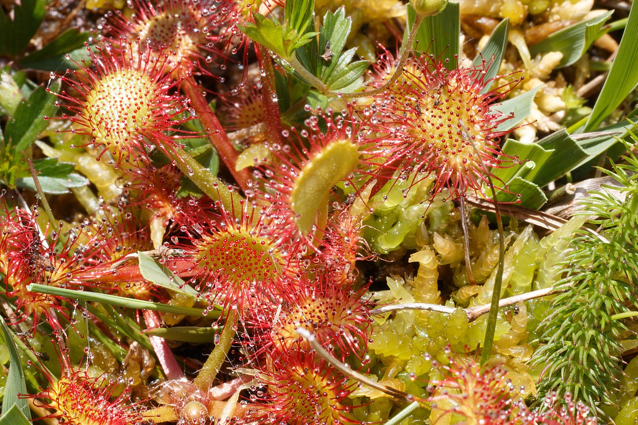 Vista de la Drosera rotundifolia