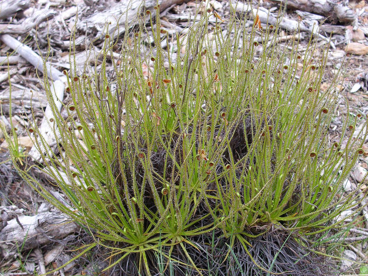 Vista del Drosophyllum lusitanicum