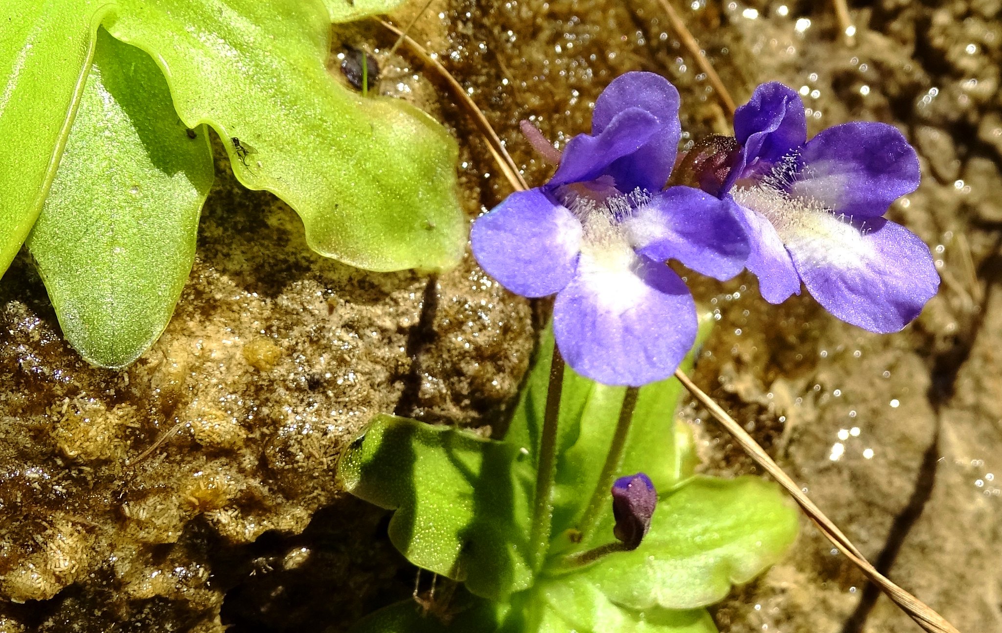 Vista de la Pinguicula dertosensis