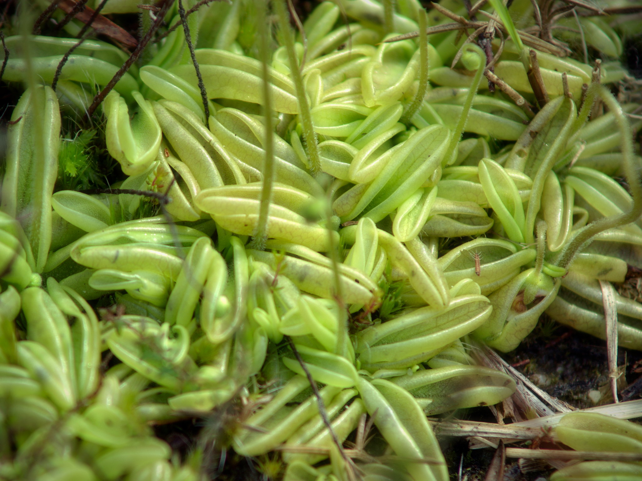 Vista de la Pinguicula lusitanica