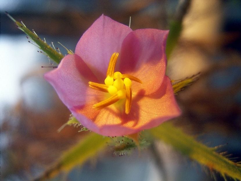 Flor de Roridula dentata
