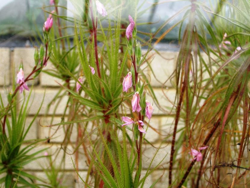 Roridula gorgonias
