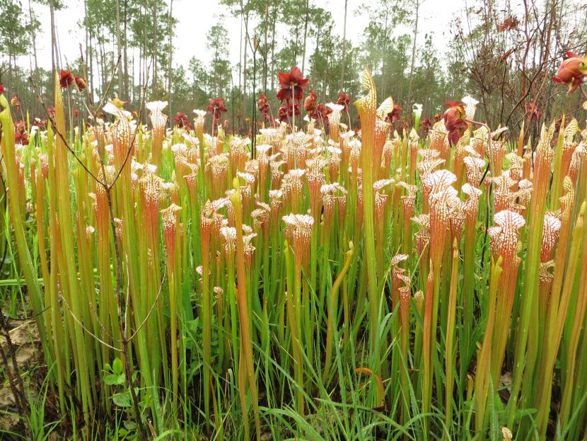 Vista de la Sarracenia leucophylla