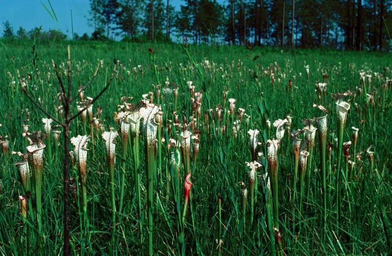 Vista de la Sarracenia leucophylla