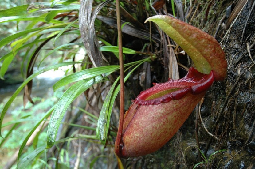 Vista de la Nepenthes rajah