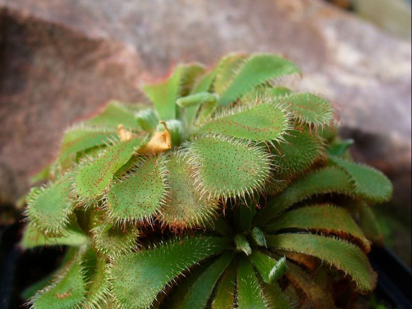 Drosera aliciae