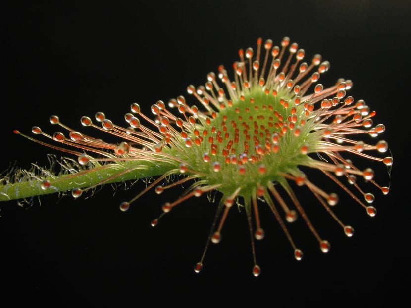 Hoja de Drosera rotundifolia