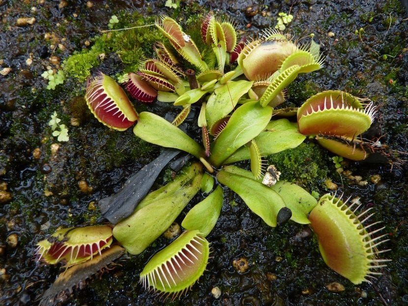 Planta carnívora Dionaea muscipula