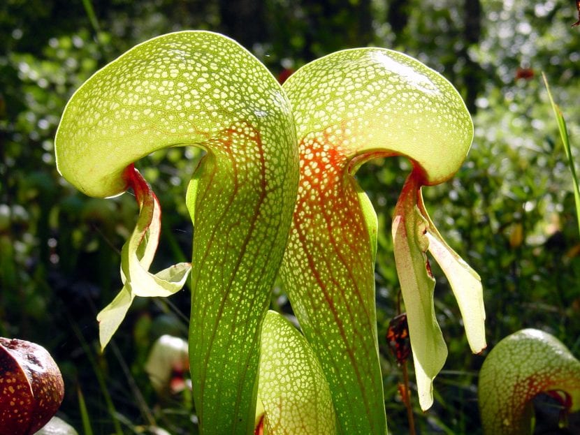 Ejemplar de Darlingtonia californica