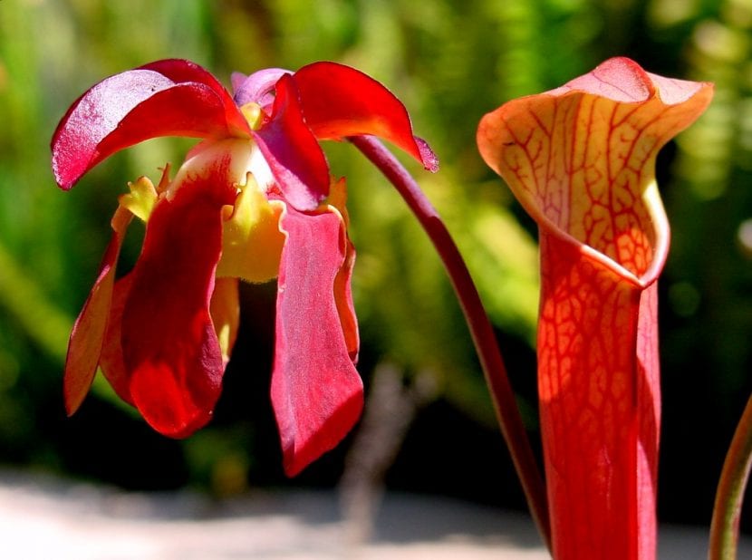 Ejemplar de Sarracenia rubra