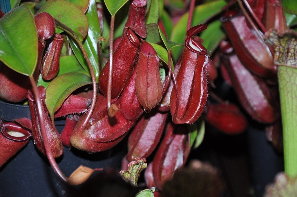 Nepenthes ''Bloody Mary''