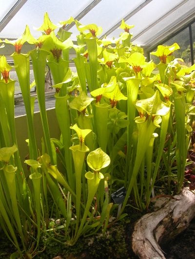 Vista de la Sarracenia flava