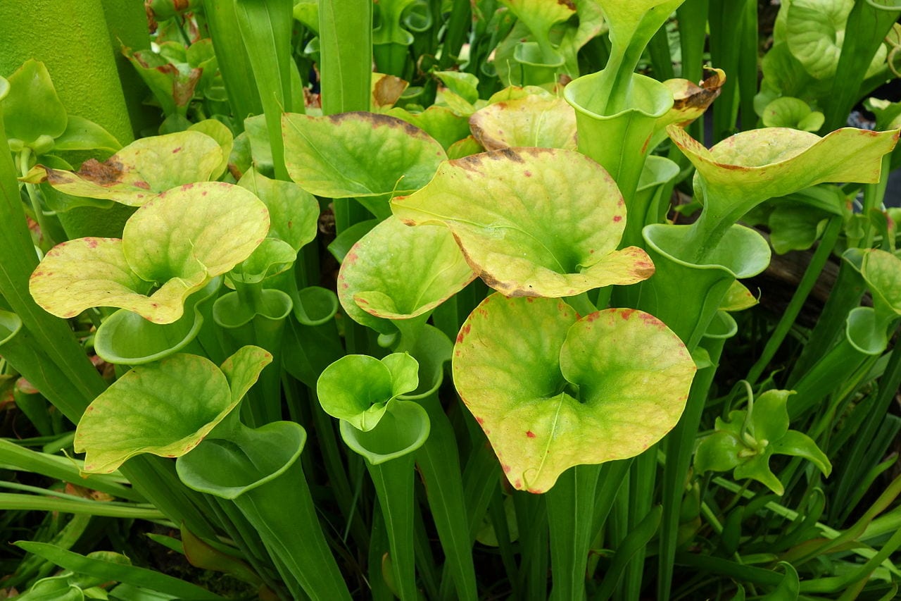 Sarracenia flava: cultivo, variedades y reposo invernal