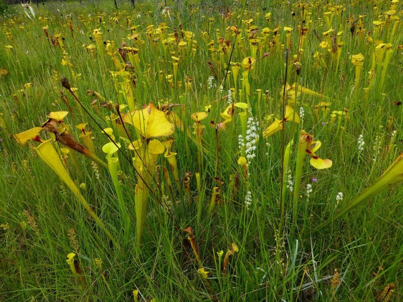Sarracenia flava