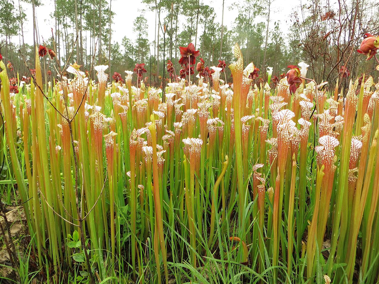 La Sarracenia leucophylla es una carnívora