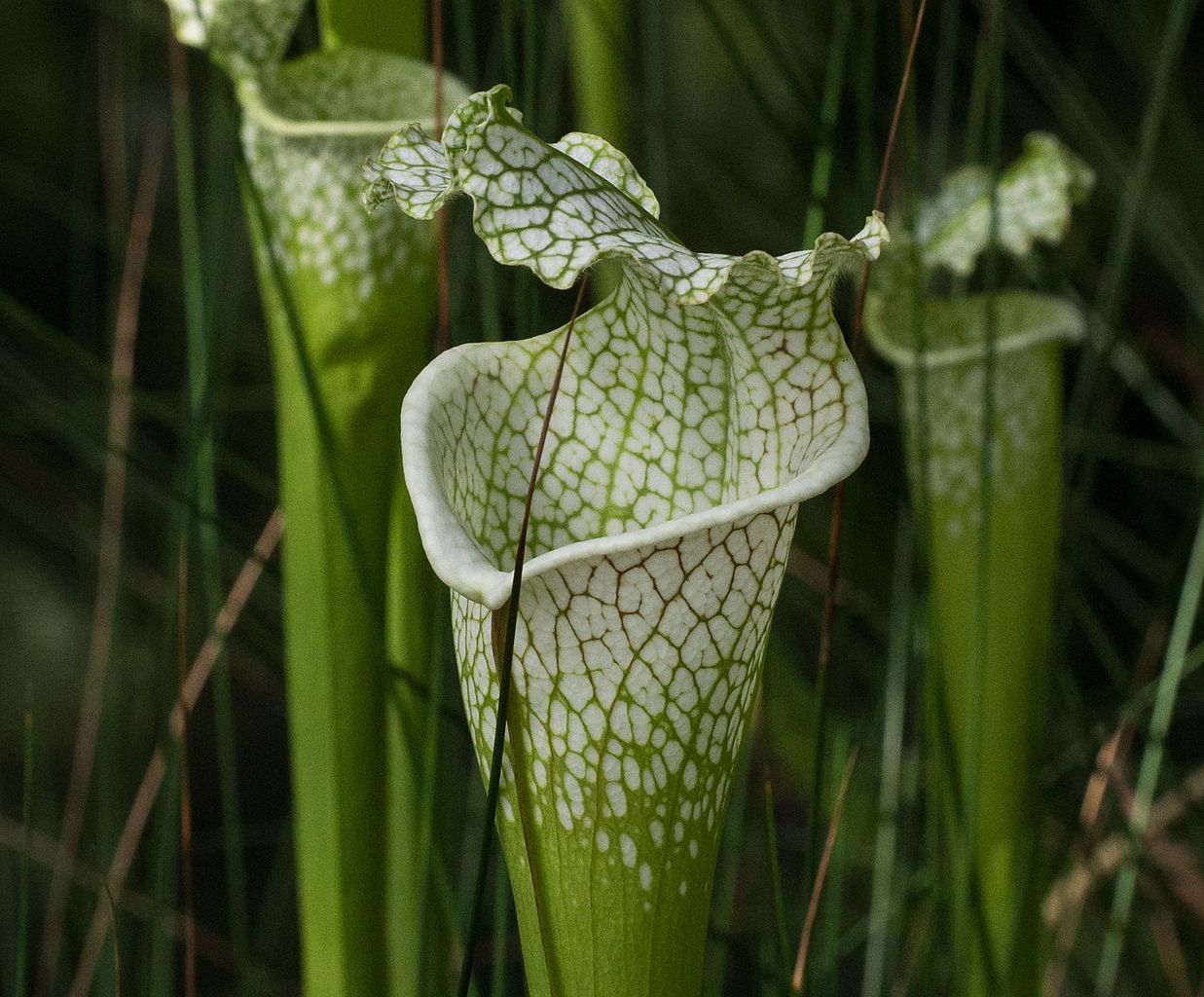 La Sarracenia leucophylla se hibrida con facilidad